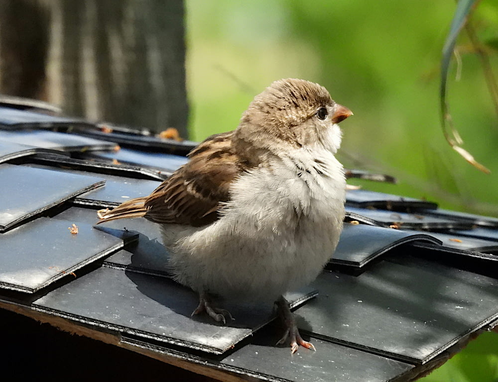 a small bird sitting on top of a metal roof