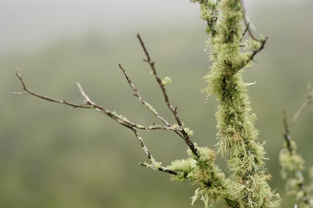 a tree branch with moss growing on it