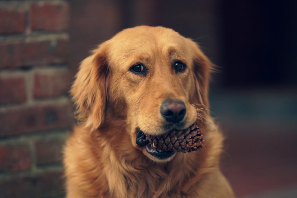 a dog with a pine cone in its mouth