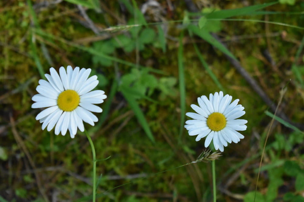 two white daisies in a field of grass