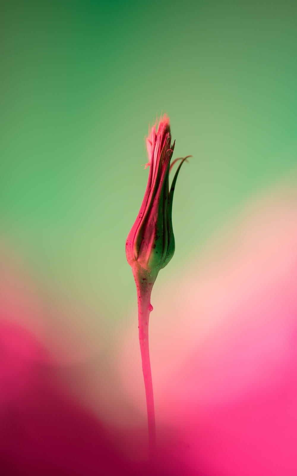 a pink flower with a green background