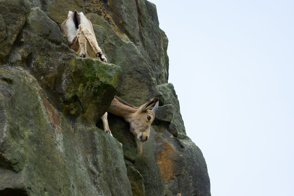 two goats climbing up the side of a mountain