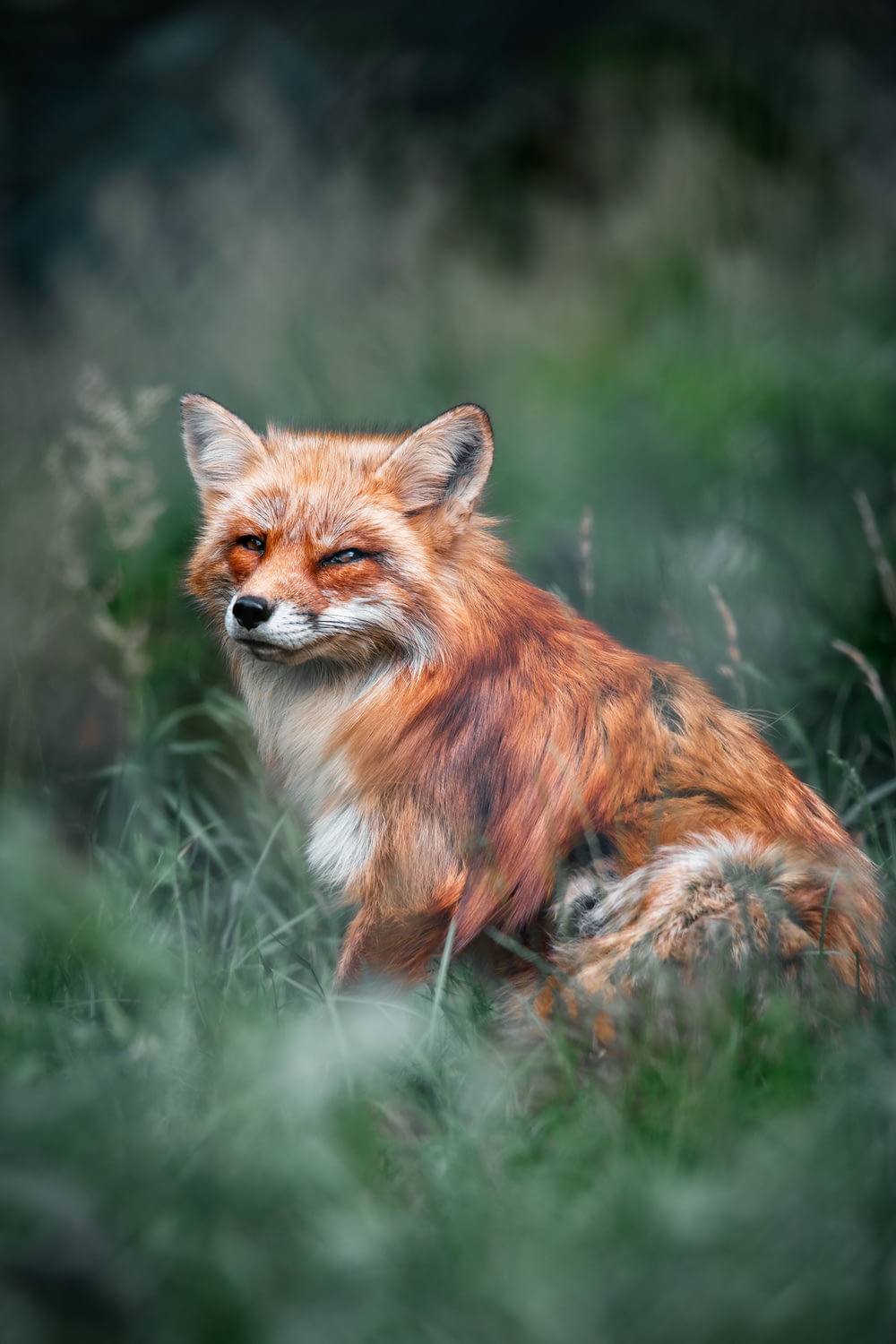 a red fox sitting in a field of tall grass