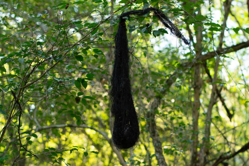 an animal hanging from a tree in a forest