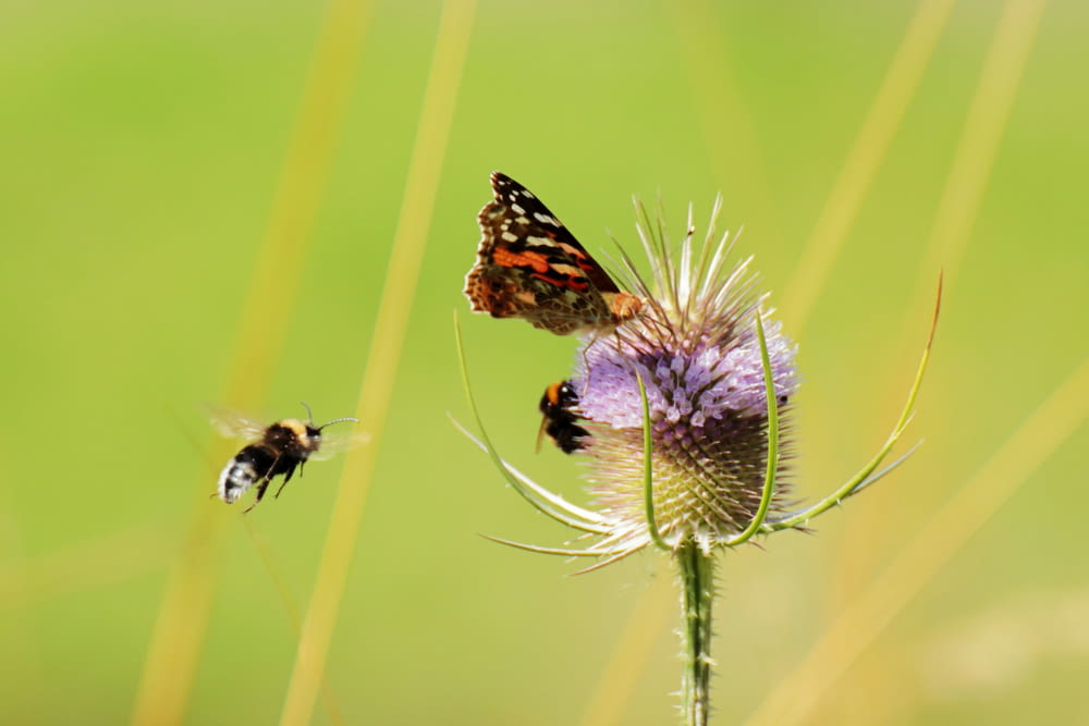a couple of butterflies flying over a purple flower
