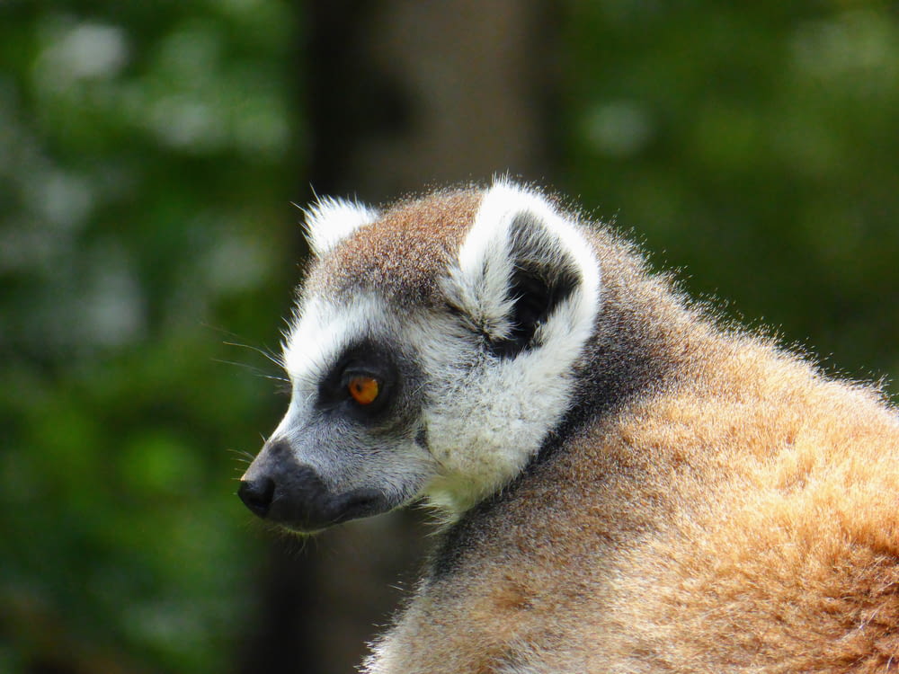 a close up of a brown and white animal with trees in the background