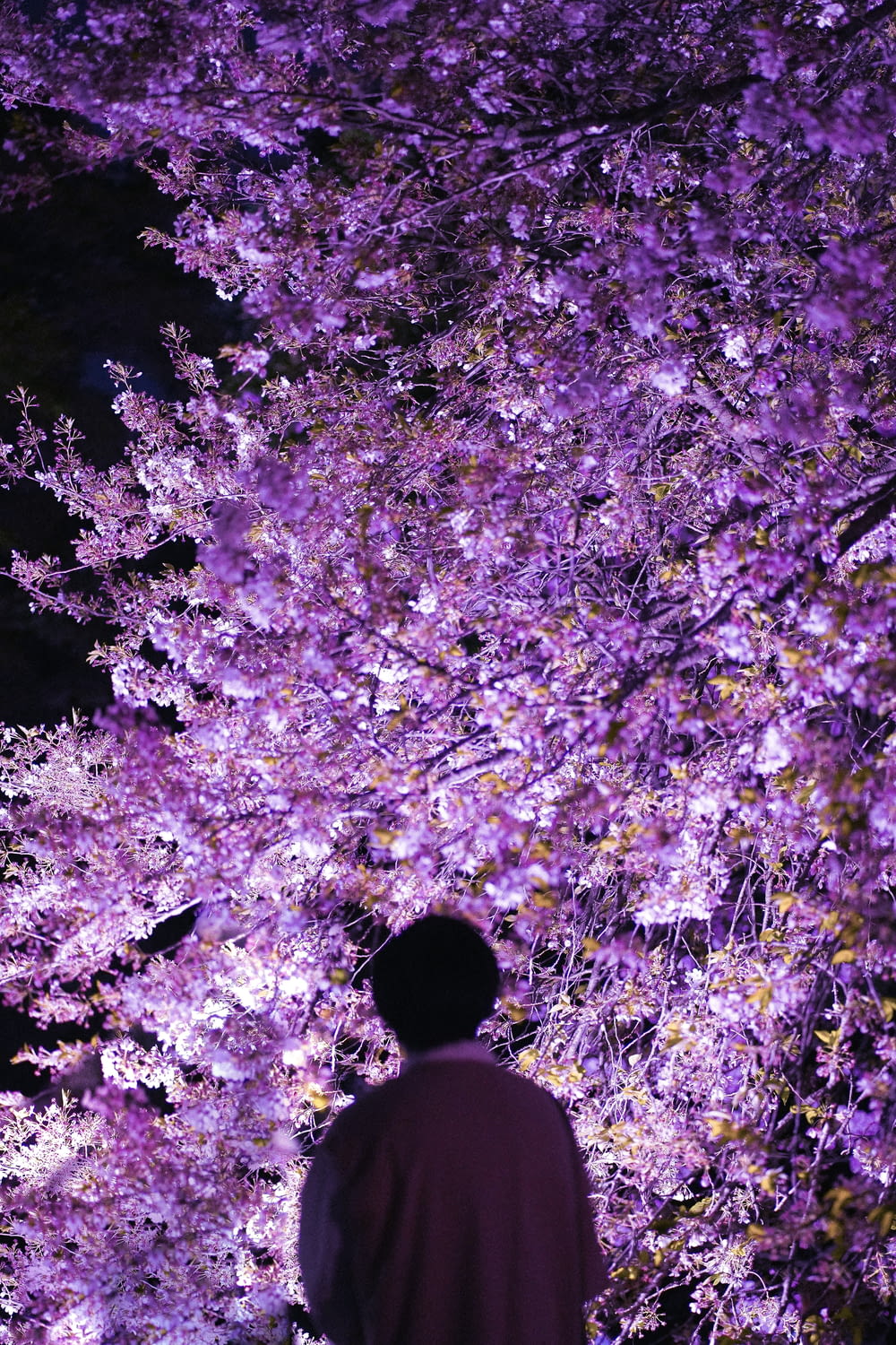 a man standing in front of a purple tree