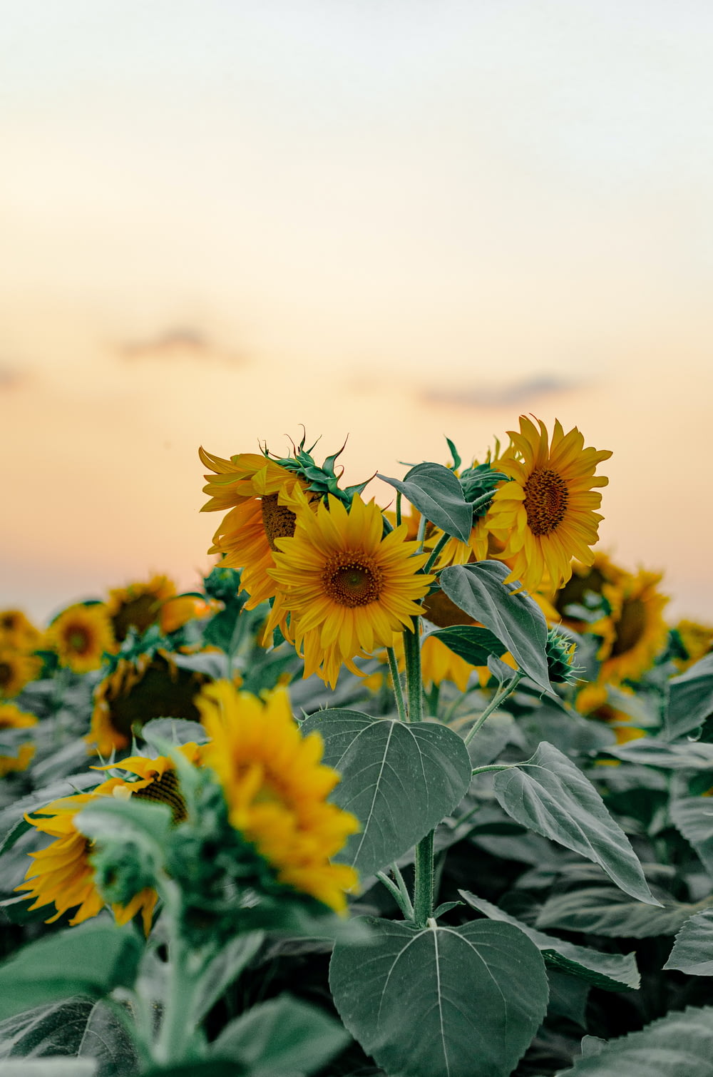 a field of sunflowers with the sky in the background