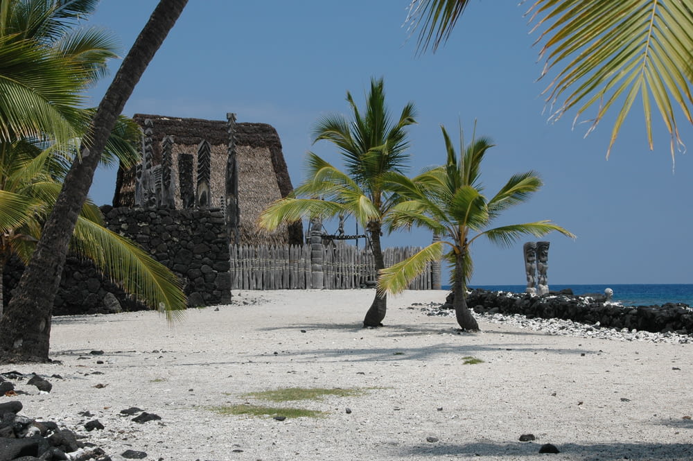 a sandy beach with palm trees and a building in the background