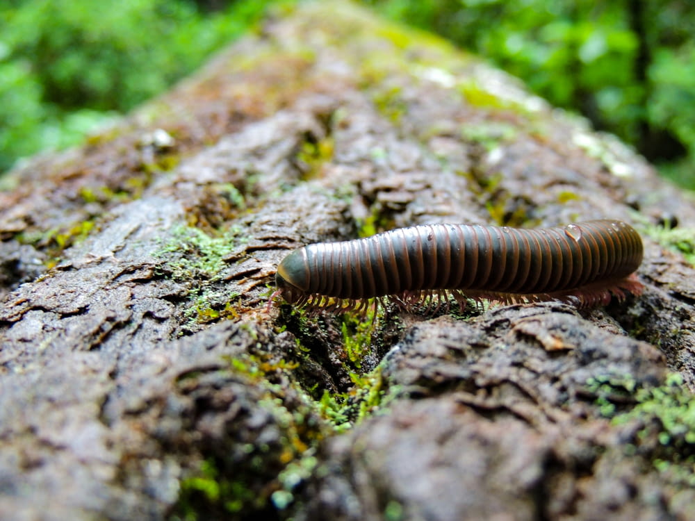 a close up of a caterpillar on a tree