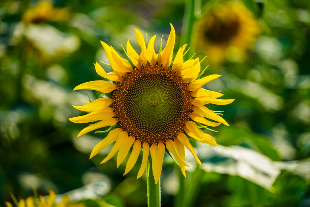 a large sunflower is blooming in a field