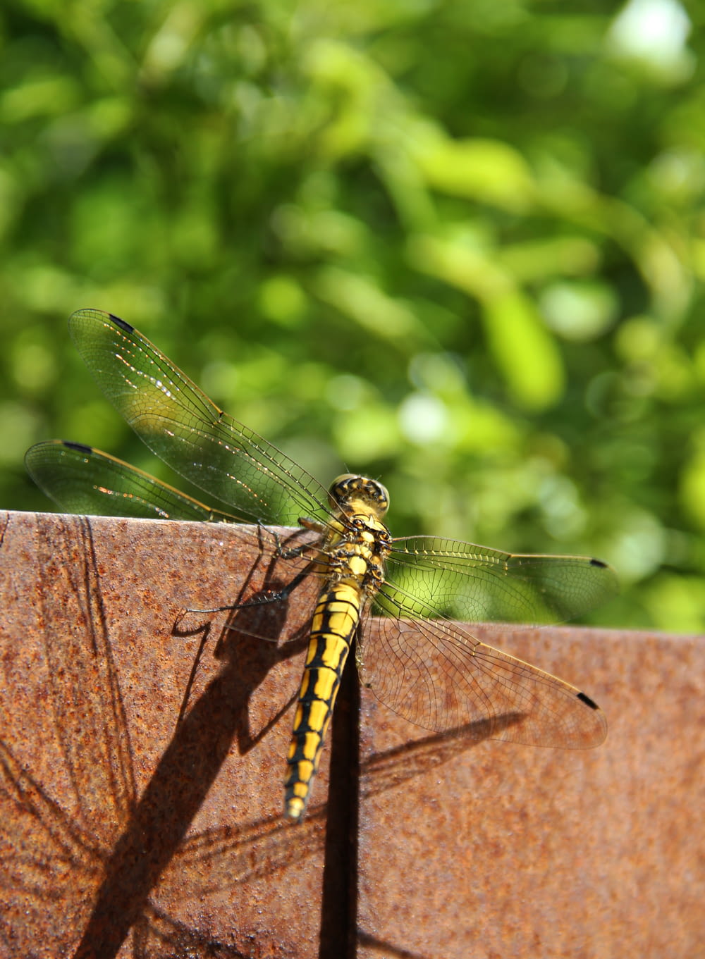 a yellow dragonfly sitting on top of a wooden surface