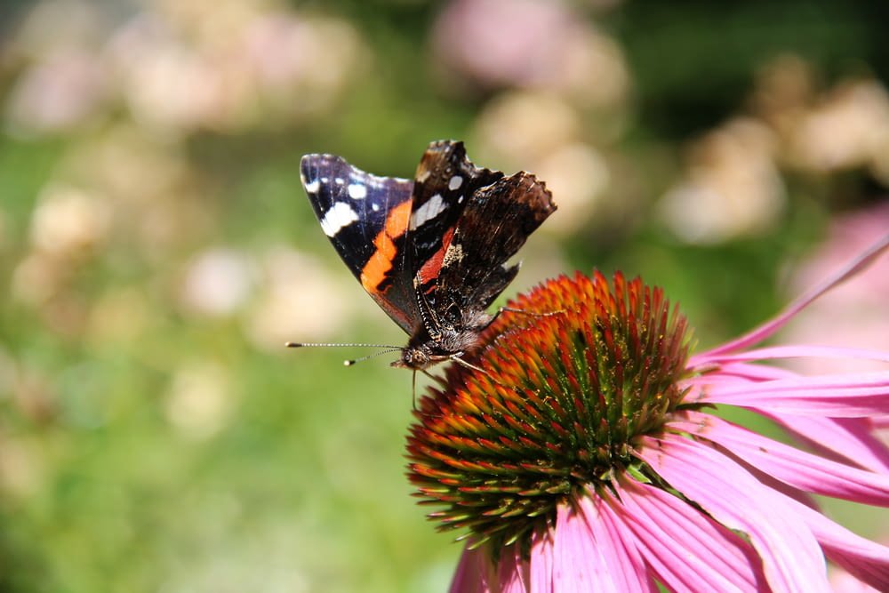 a red and white butterfly sitting on a pink flower