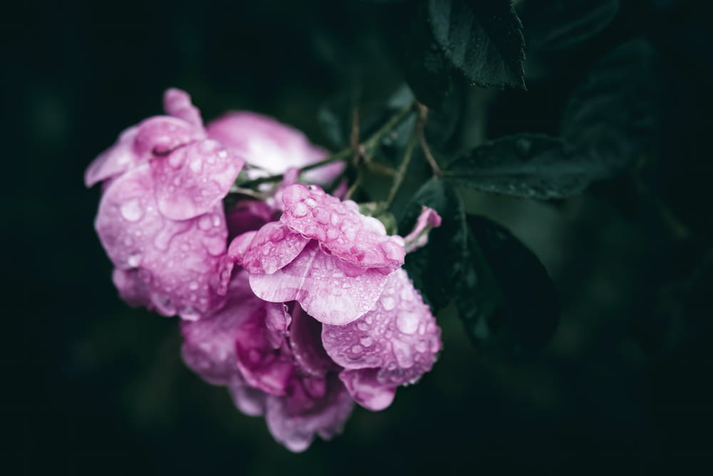 水滴がついたピンクの花の束
