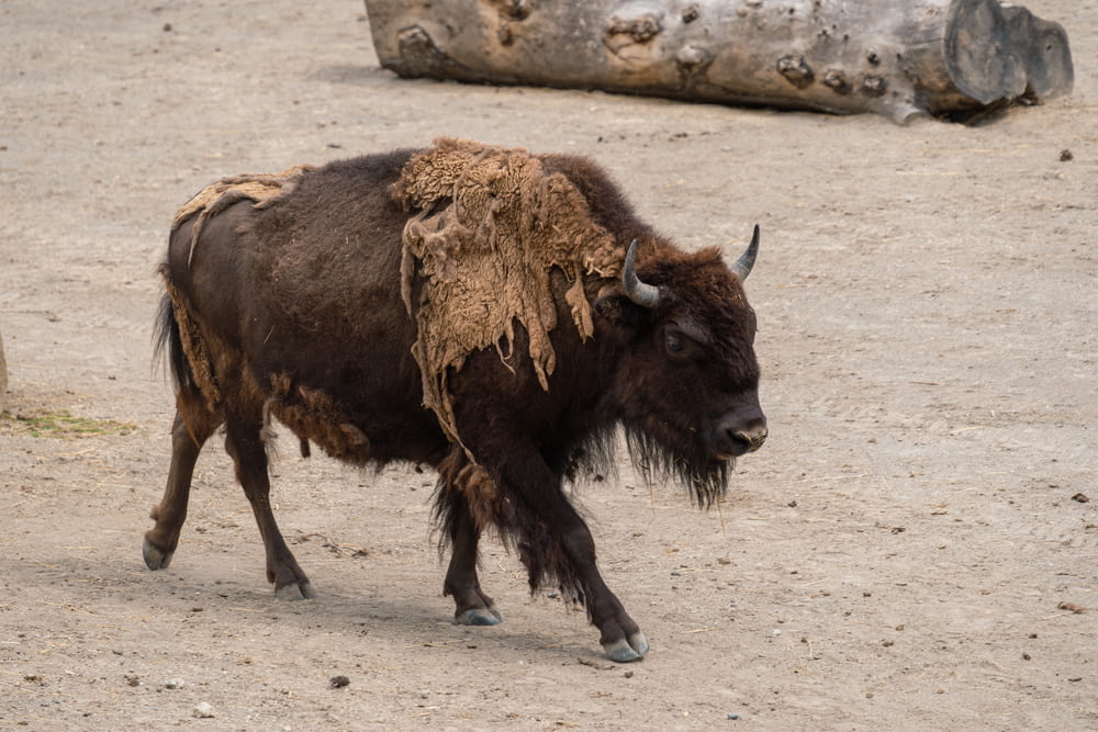a bison is walking in the dirt near a log