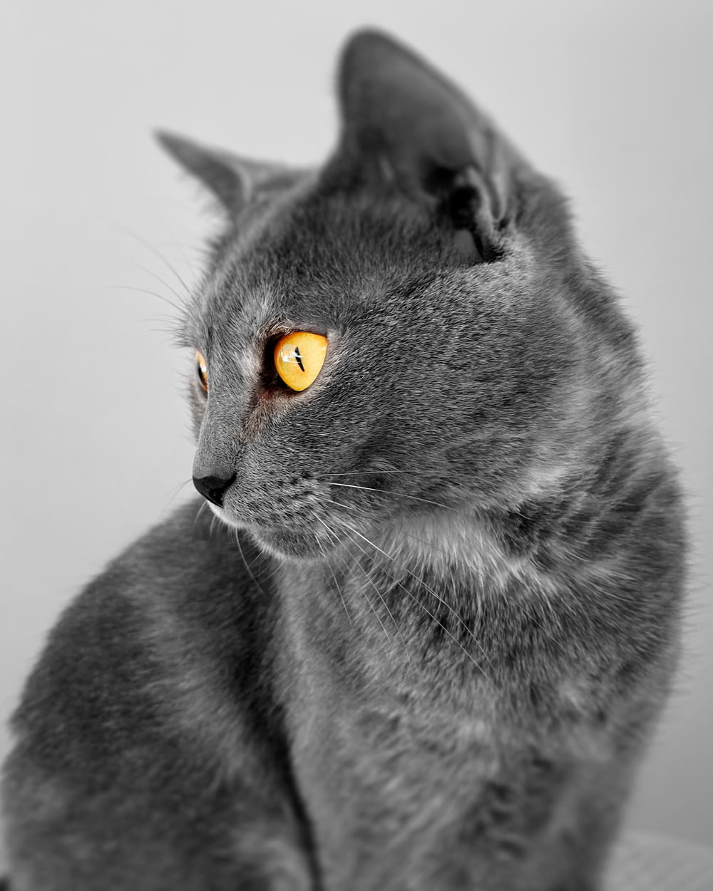 a gray cat with yellow eyes sitting down