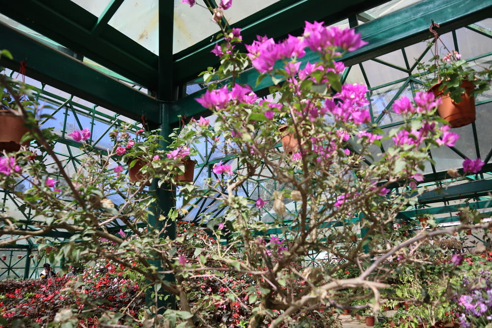 a potted plant with purple flowers in a greenhouse