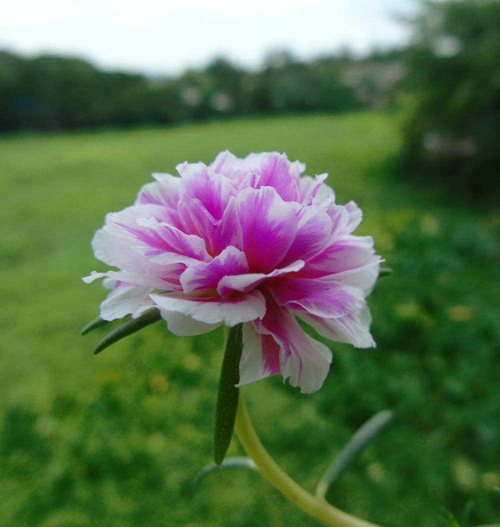 a pink and white flower in a green field