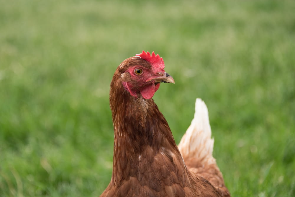 a close up of a chicken in a field of grass