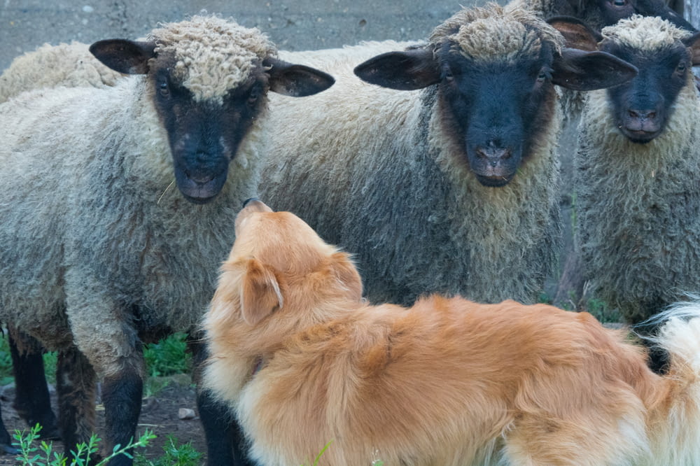 a dog standing next to a herd of sheep