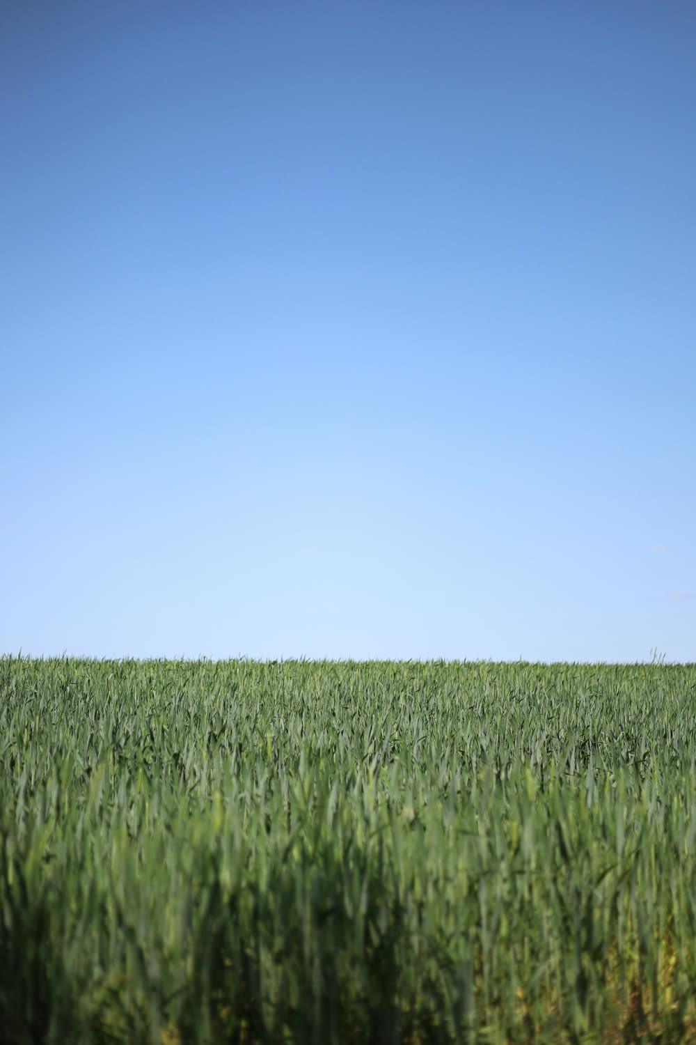 a field of green grass under a blue sky