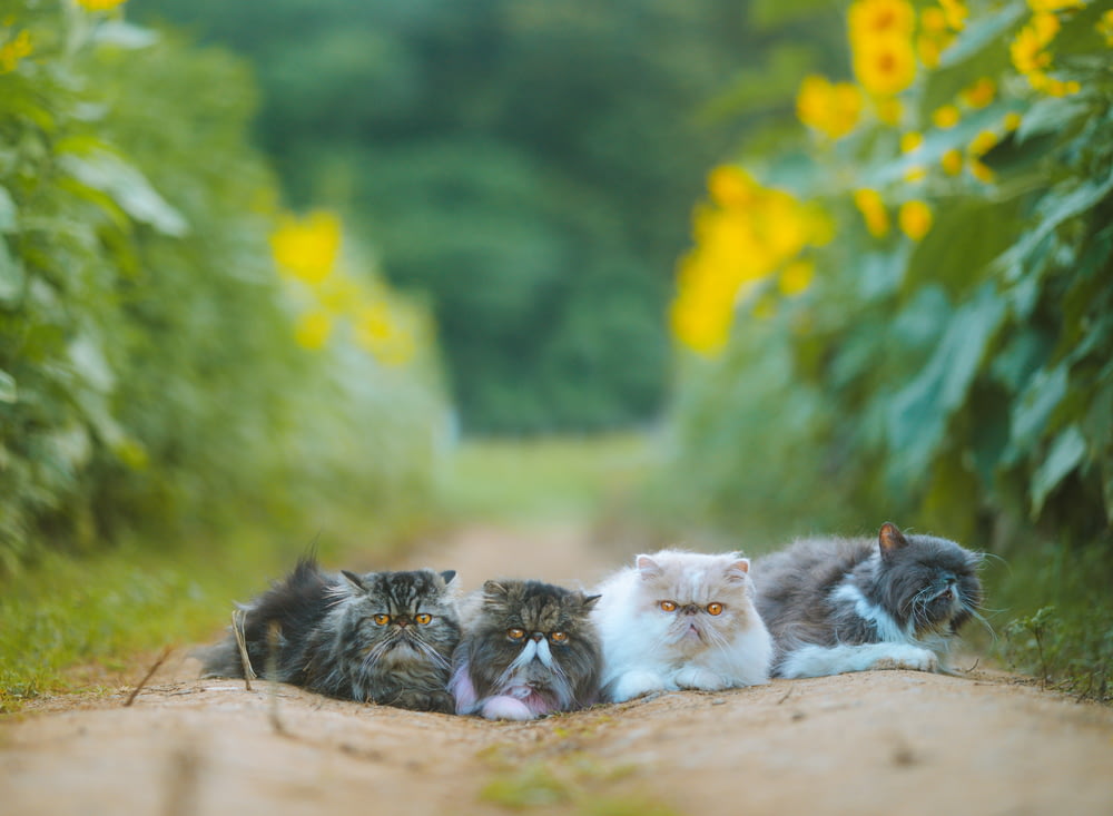 eine gruppe von katzen, die auf einem feldweg liegen