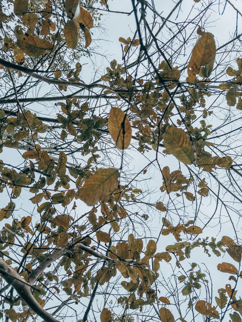 the leaves of a tree are yellow and brown