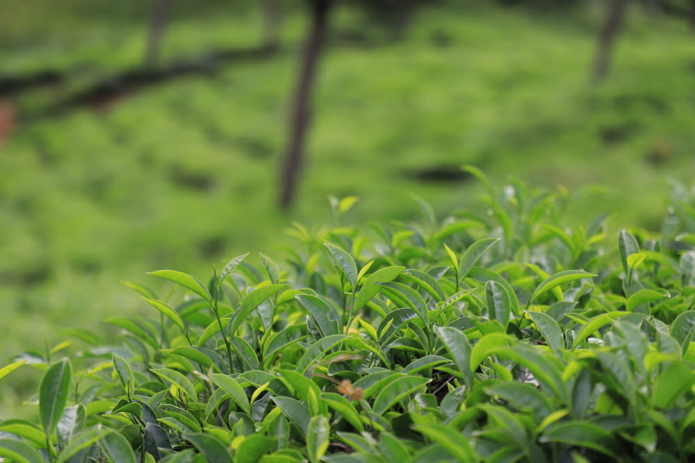 Un campo di piante verdi con uno sfondo sfocato