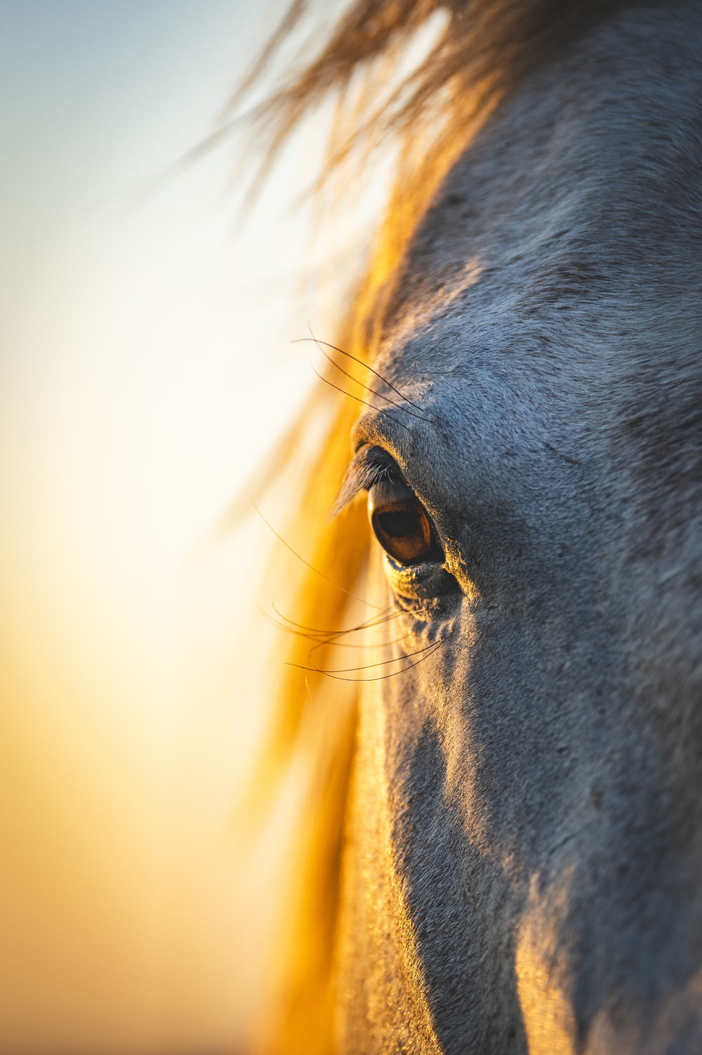 a close up of a horse's face with the sun in the background