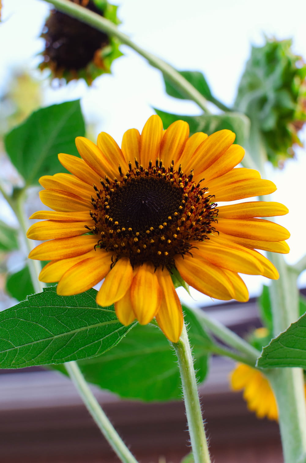 a yellow sunflower with green leaves on a sunny day