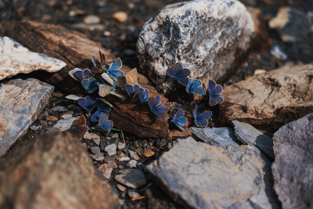 a group of blue butterflies sitting on top of rocks
