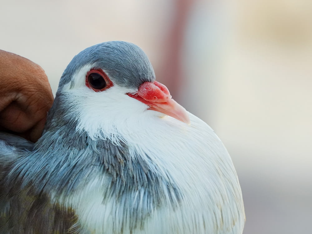 a close up of a person holding a bird