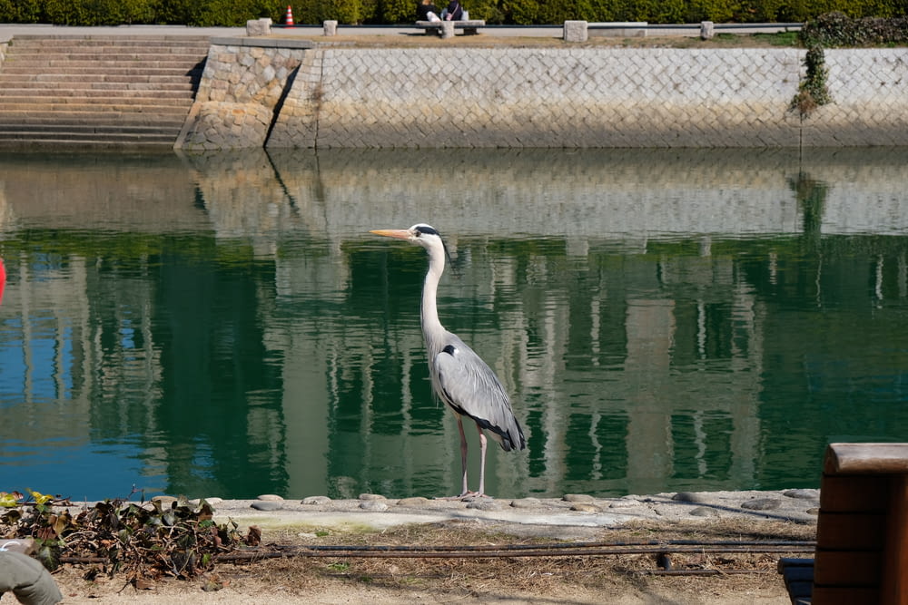 a large bird standing next to a body of water