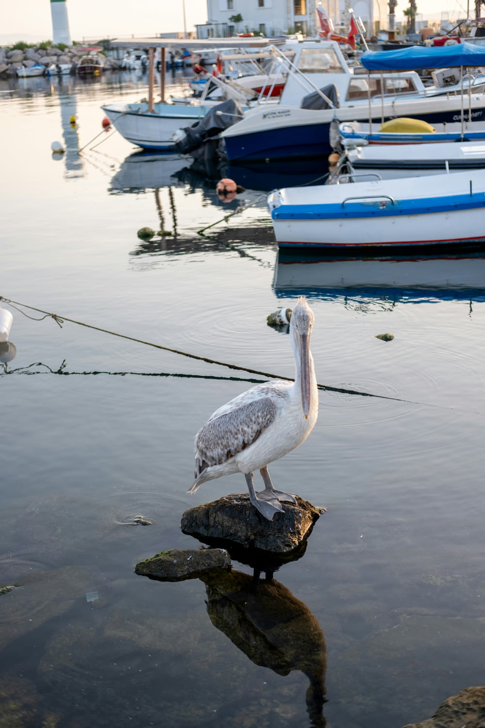 a pelican is standing on a rock in the water