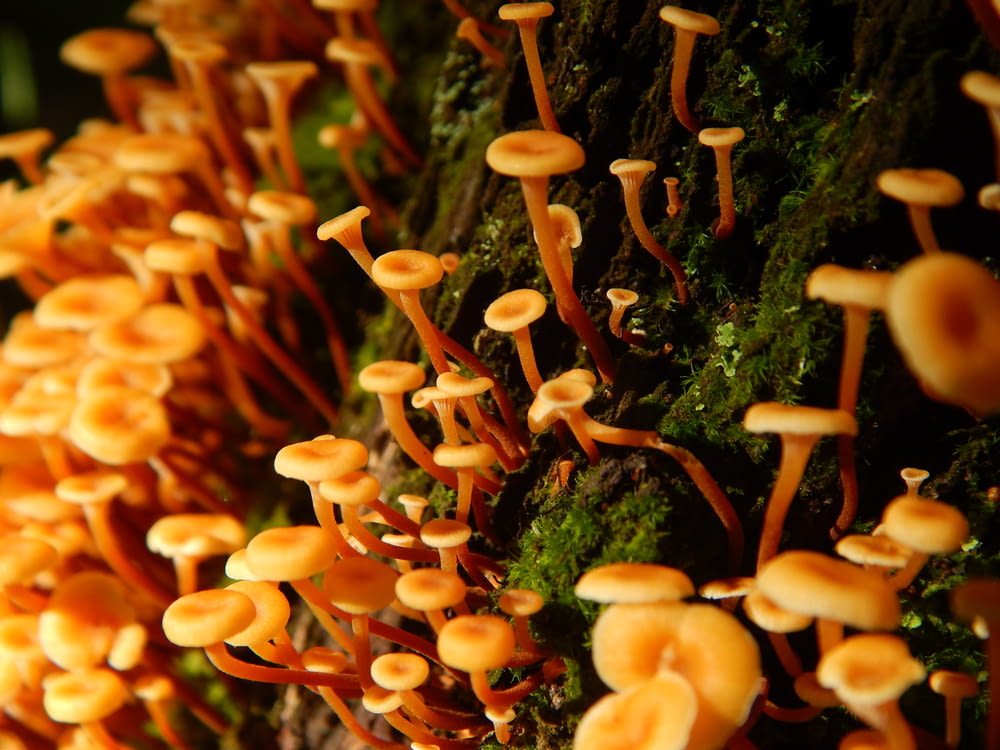 a group of mushrooms growing on the side of a tree