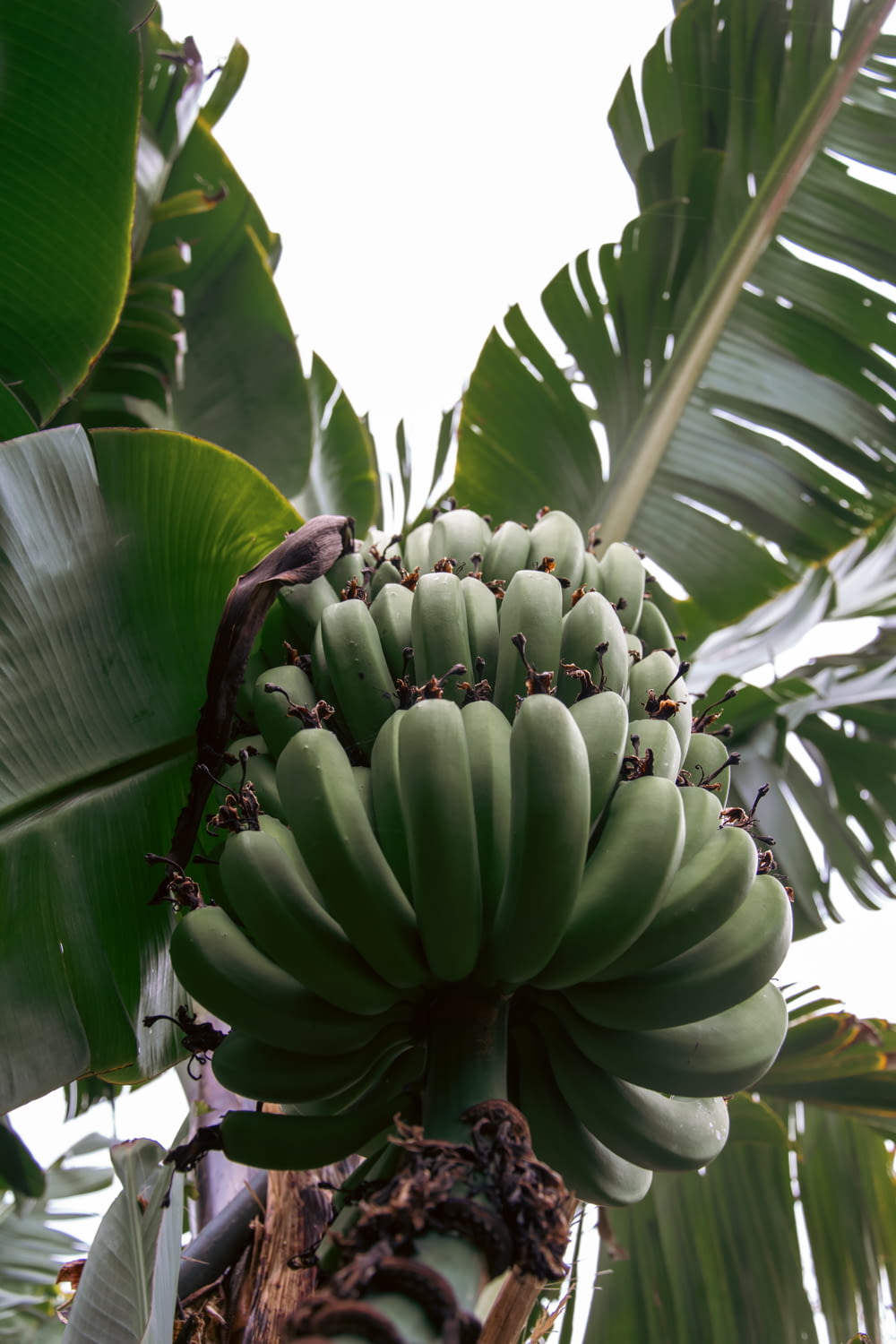 ein Haufen grüner Bananen, die an einem Baum hängen