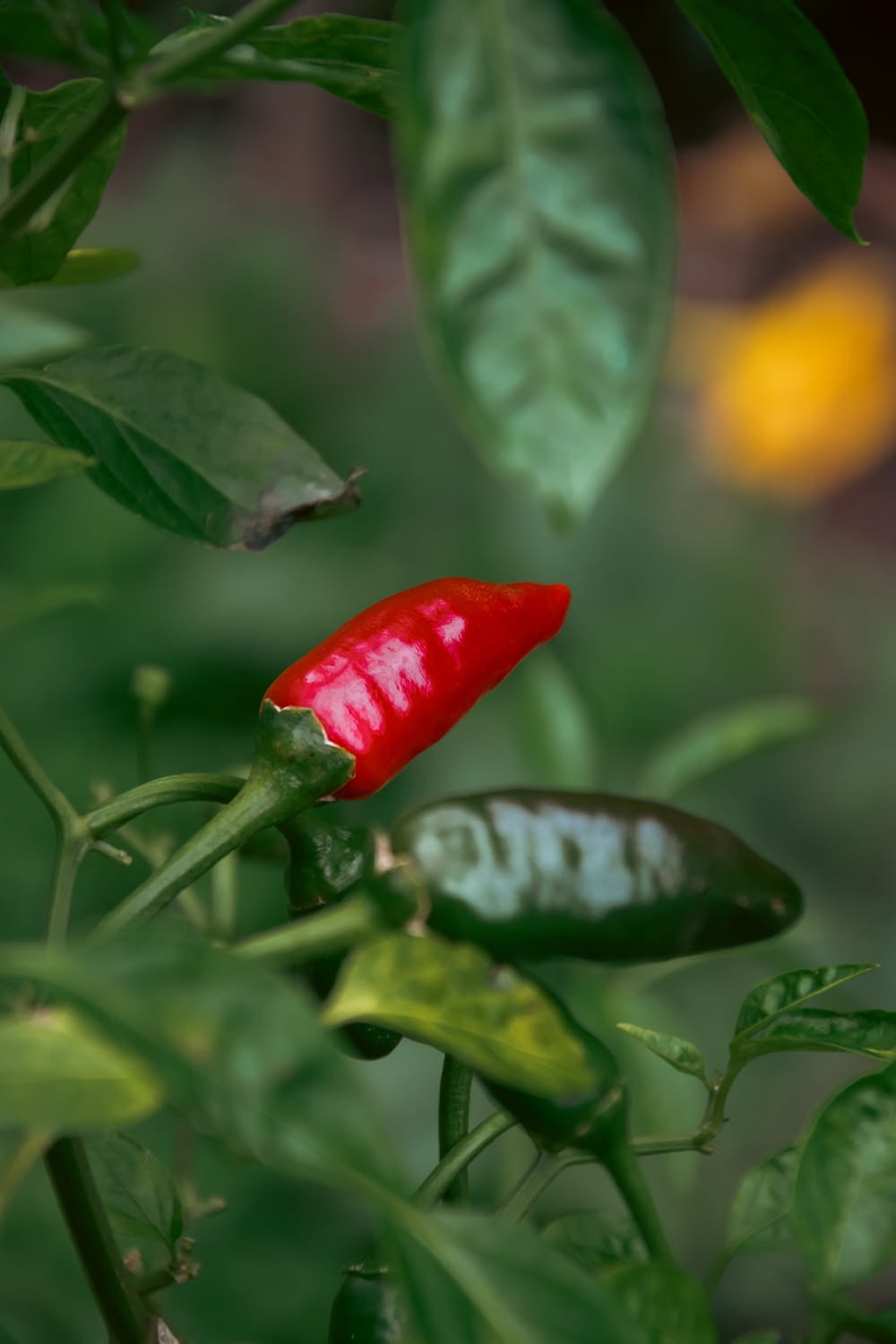 eine nahaufnahme einer roten paprika auf einer pflanze