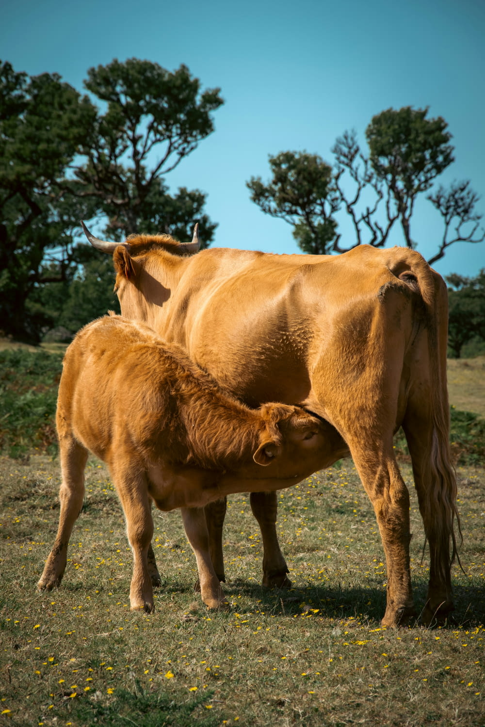 a mother cow nuzzles her calf in a field