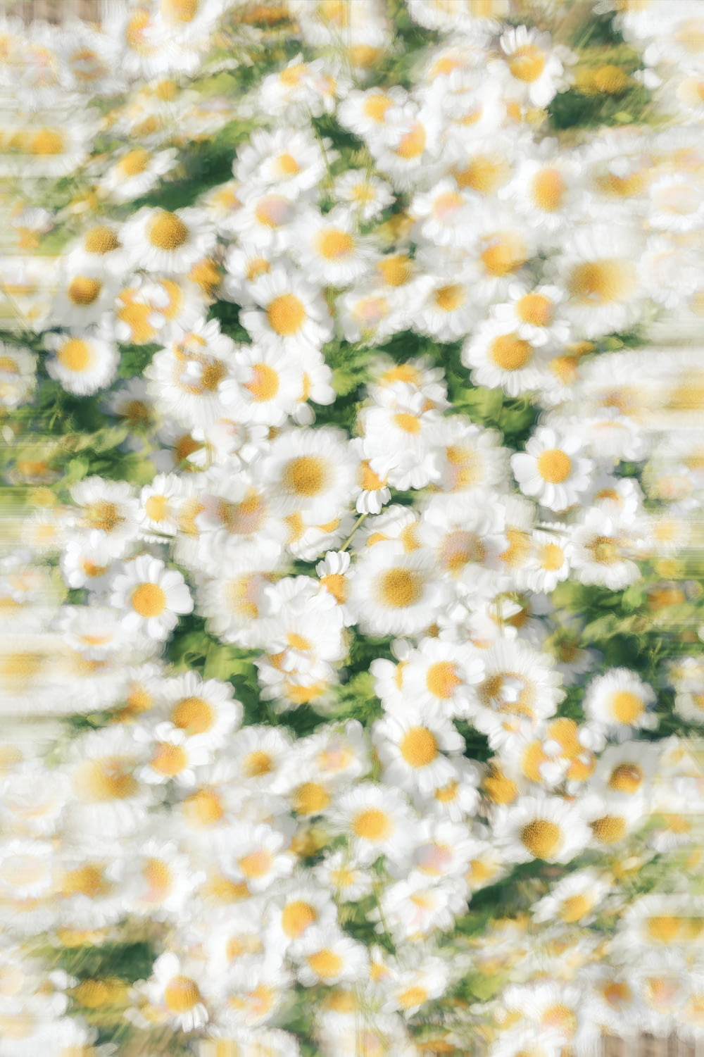 a picture of a bunch of daisies in a vase