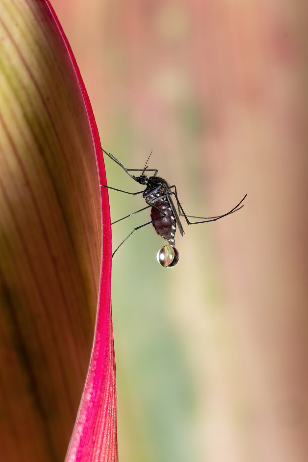 a close up of a mosquito on a flower