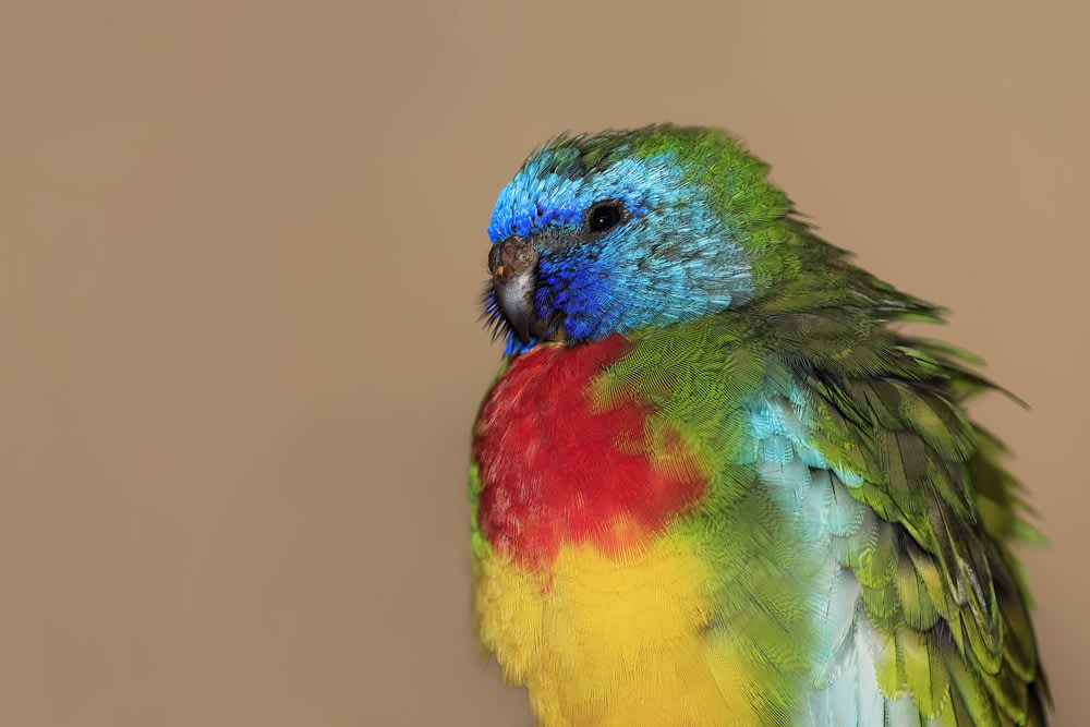 um pássaro multicolorido sentado em cima de uma mesa