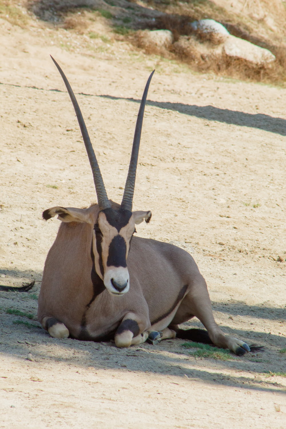 an antelope sitting on the ground in the shade