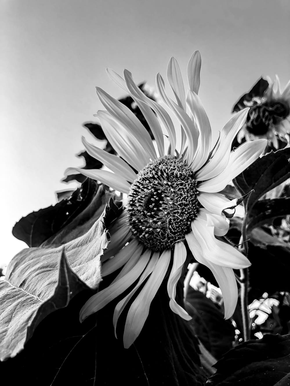 a black and white photo of a sunflower