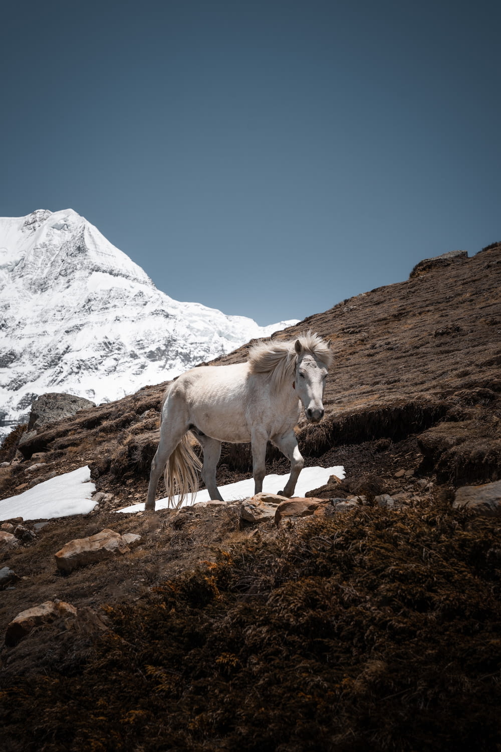 a white horse standing on top of a snow covered mountain