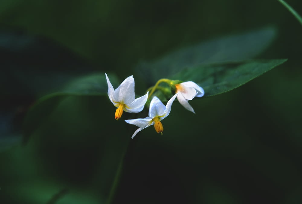 a couple of white flowers sitting on top of a green leaf