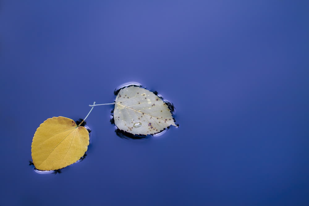 uma folha flutuando em cima de um corpo de água