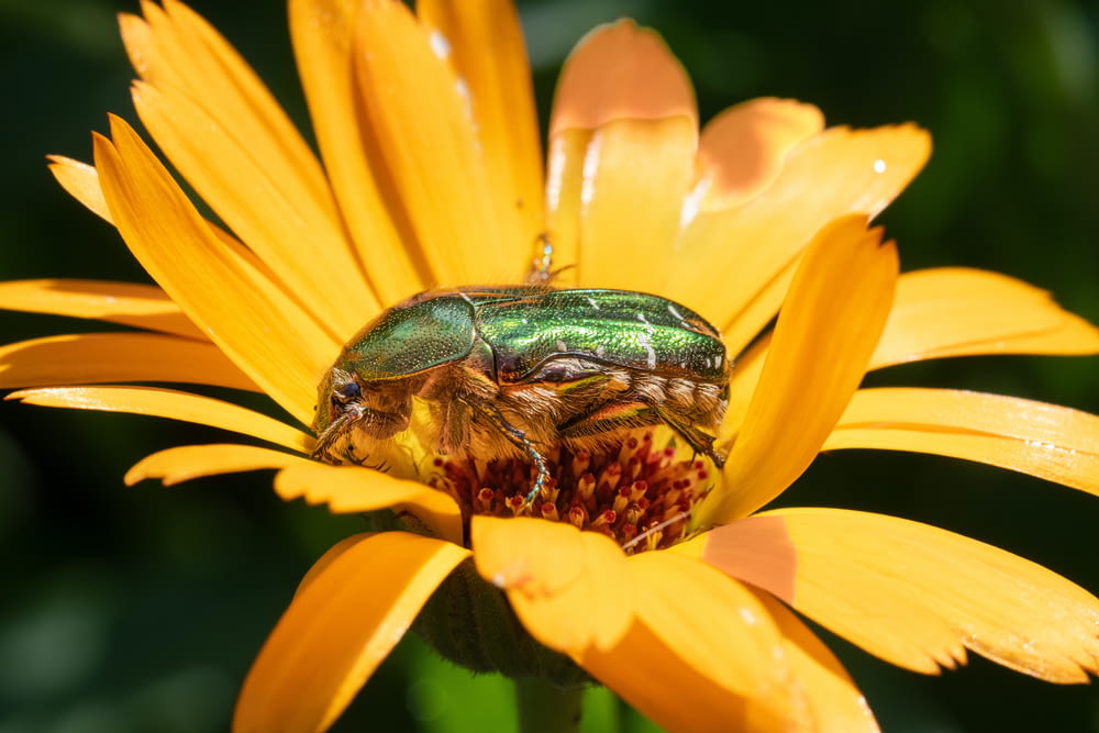 a green bug sitting on top of a yellow flower