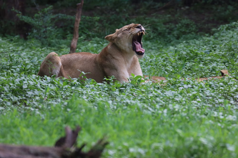 a lion yawns in a field of green grass
