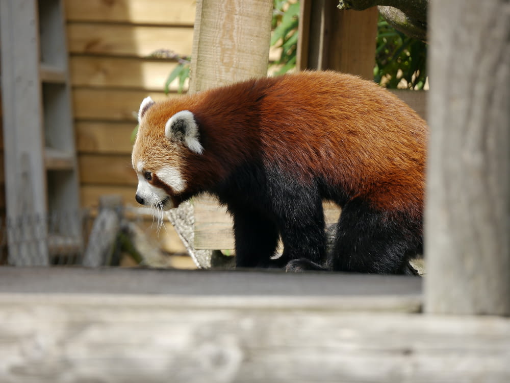 a red panda bear walking around in a zoo enclosure