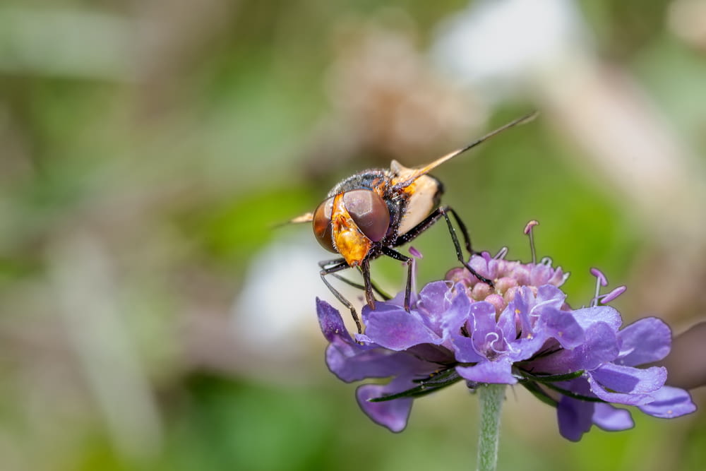 a bug sitting on top of a purple flower
